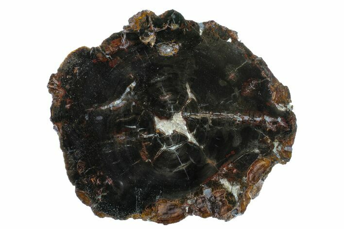 Triassic Petrified Wood (Conifer) Slab - Utah #163656